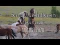 Wild horses of Sand Wash Basin Colorado - Lots of pronghorn too