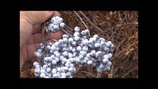 Making Elderberry Wine!! The hillbilly Way! !