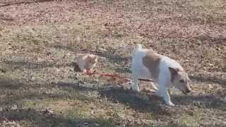 Cat Wont Let Dog Off The Leash