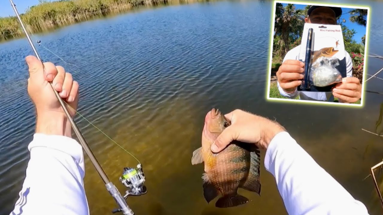 Catching A Cleaner Fish Catching Aquarium fish in a Crystal Clear Pond on a MICRO ROD! (CATCH ...