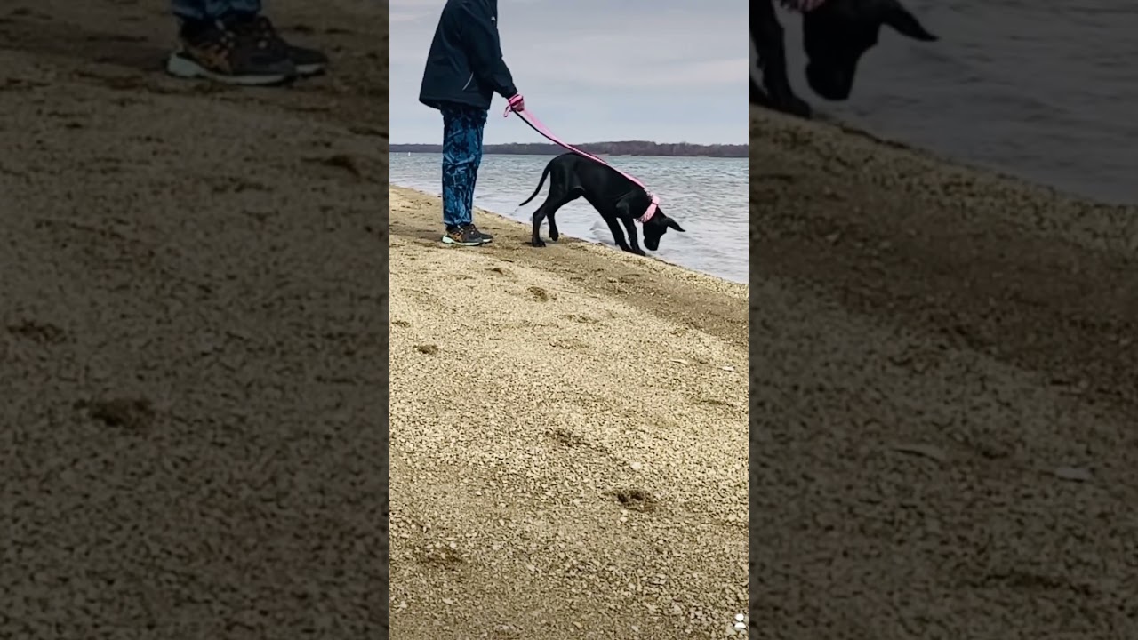 Great Dane puppy paw tap at water’s edge!