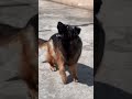 Stella Needs Your Love ❤️ | Cutest German Shepherd Ever 🐕🔥