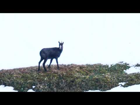 Tierbeobachtungen im Schwarzwald 2;Kohlgams,"Plüsch"-Dachse,Rehwild...