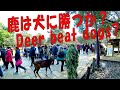 14. Bushman prank: Deer vs Shiba dog, Japanese reactions at Nara Deer Park Japan【4K】奈良公園ドッキリ：鹿の突進