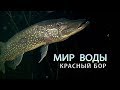 Красный Бор. Мир воды. Фильм