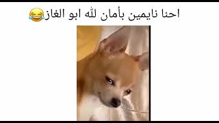 ميمز قصير|عراقي ميمز!