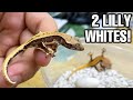 I hatched 2 LILLY WHITE crested geckos! Housing baby geckos