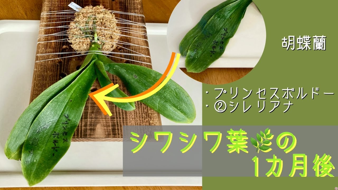 2026年2月11日　胡蝶蘭　葉がシワシワだった株🪴1カ月後の様子　プリンセスボルドー　シレリアナの板付け株🪴1カ月後の花茎