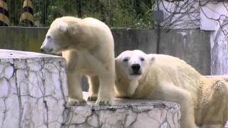 寄り添って眠りにつくホッキョクグマ親子~Polar Bears nestle up and sleep