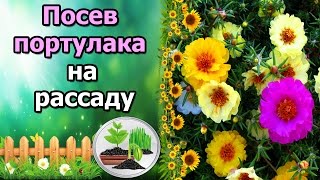 видео Портулак крупноцветковый