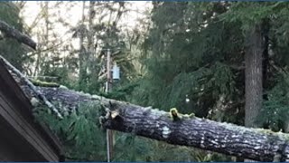 Olympia wind damage