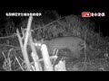 南投焚化爐預定地拍到石虎 農業部重申三原則嚴格把關