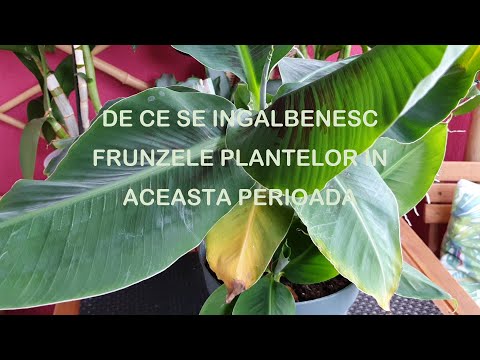 Video: De Ce Are Nevoie O Plantă De Frunze