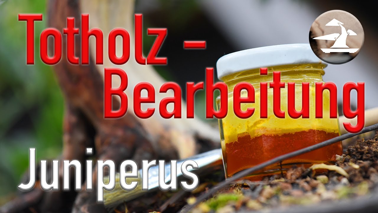 Wacholder zum Bonsai gestalten! Part 1; Juniperus Chinensis