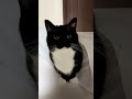 He's too cute to be a real cat! #catsofyoutube #sillycat #uni