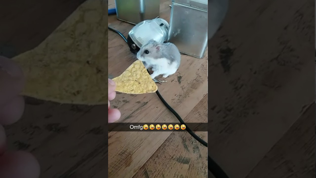 amazon golden retriever