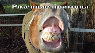 Новые ржачные приколы. Подборка домашних приколов/A selection of jokes home