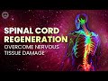 Spinal Cord Regeneration Overcome Nervous Tissue Damage Recover From Spinal Cord Injuries 250hz 
