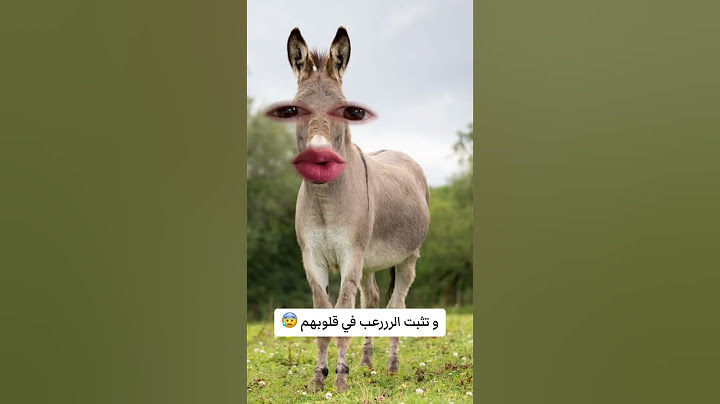 قال ال🐴 للأسد 🦁