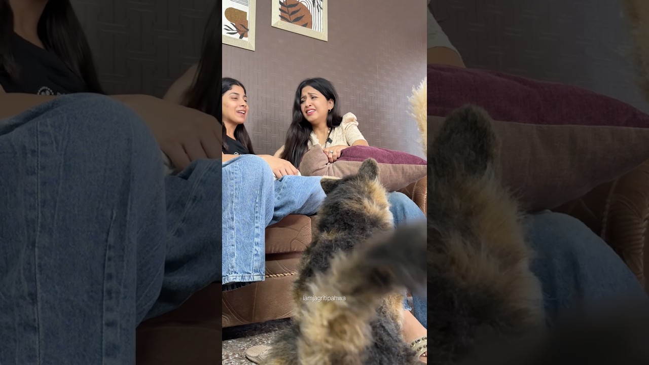Do You also Get Scared of Dogs?🐕🤣 #germanshepherd #shitzulover #jagritipahwa #petvideos #dogcare