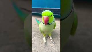 Ringneck Indian Talking parrot Main Mitthu #clear sound#llsoniya heshteg vlog ll#youtubeshorts #cute