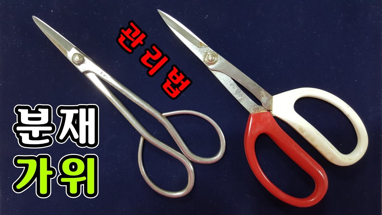 [금현분재] 분재도구 - 세지가위 관리하기 How to restore the scissors of bonsai /분재/盆栽 /Bonsai/cây cảnh