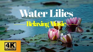 Water Lilies Floating Peacefully With Relaxing Music - 4K UHD screenshot 4