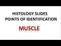 Muscle Histology - Points of Identification