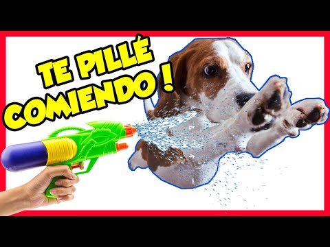 🔫💦⚡ 3 técnicas para que TU PERRO NO COMA CACA 💩 (Collar Eléctrico)