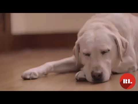 Vídeo: Nomes de cães de caça exclusivos