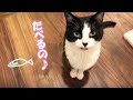 高級とうもろこし(嶽きみ)よりサンマにくぎ付け猫おむすびさん