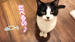 高級とうもろこし(嶽きみ)よりサンマにくぎ付け猫おむすびさん