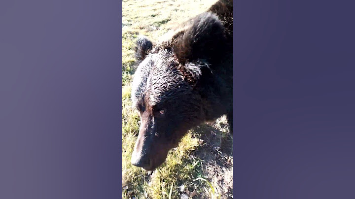 Медведица соскучилась по детям. #russianbear