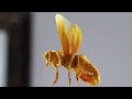 Origami Wasp 2 6 Tutorial Satoshi Kamiya Par 2 4 Final Precreasing Origami Wasp 2 6 Tutorial Satoshi Kamiya Par 2 4 Final Precreasing