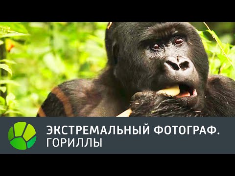 Гориллы. Экстремальный фотограф | Живая Планета