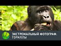 Гориллы. Экстремальный фотограф | Живая Планета