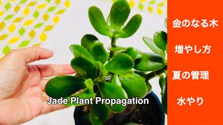 金のなる木の夏の管理 | 水やりのポイント | 花の咲かせ方 | How to Propagate Jade Plant ☘️
