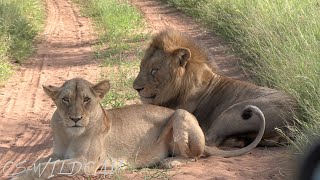 Vuyela Male Lion Mating with The Young Princess of the River Pride again! | Ep 149