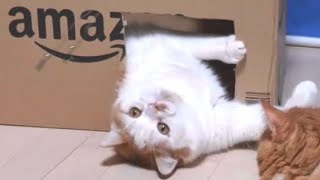 Cats are excited about Amazon New Year sales 2020 Amazon新春初売りセールに猫も興奮？ 【マンチカンズ】 by マンチカンズTV - Munchkins' TV - 10,026 views 4 years ago 5 minutes, 10 seconds