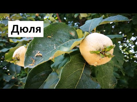 Видео: Какво е дюля