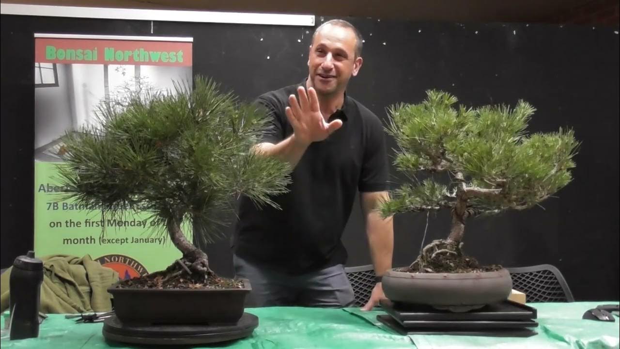 Japanese Black Pine Bonsai FULL styling demonstration at Bonsai