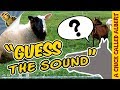 Can a bird become a dog? - Guess the Sound #1