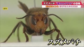 “スズメバチ”の被害増加 別名「毒のカクテル」の恐怖…襲われないためには もし刺されたら (21/08/14 09:10)