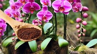 Pour magic water into the ORCHIDEA and it will bloom, turn green and have a sea of roots.