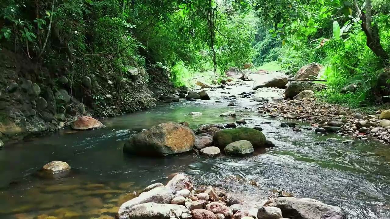Natural Rainforest Stream Flowing Around Jungle Stones | Pure Water Stream Sounds