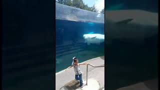 My daughter Jazlyne  visiting Juno at Mystic Aquarium