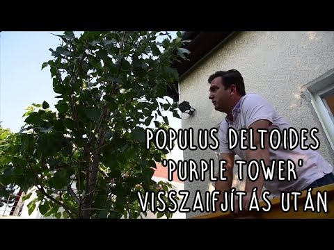 Video: Agronomické Vlastnosti Stromov Populus Deltoides Navrhnutých Na Výrobu Biopalív