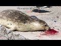 Mom Seal Saves the Day