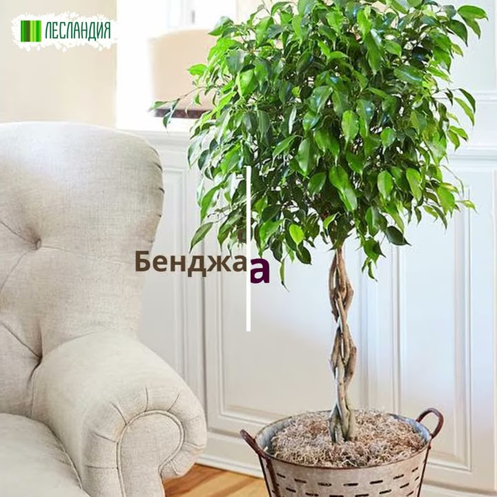 Фикус Бенджамина СЕМЕНА (Ficus benjamina) (20 семян) - YouTube
