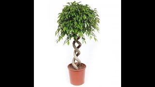 Фикус Бенджамина СЕМЕНА (Ficus benjamina) (20 семян)